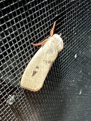 Cryptophasa rubescens