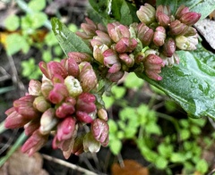 Persicaria lapathifolia