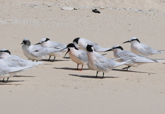 Sterna dougallii gracilis