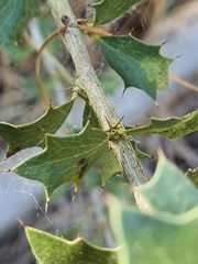 Berberis