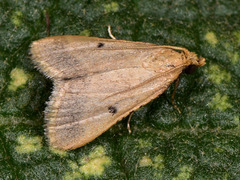 Maradana fuscolimbalis