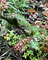 Persicaria lapathifolia