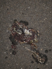 Eutropis multifasciata