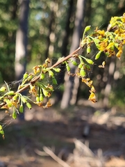 Berberis