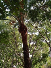Arecaceae