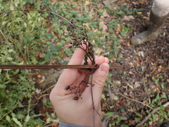 Scrophularia auriculata