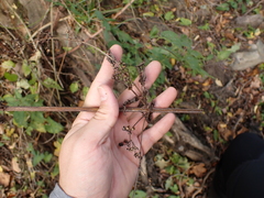 Scrophularia auriculata