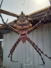 Argiope australis