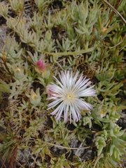 Mesembryanthemum canaliculatum