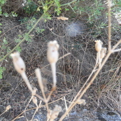 Silene italica
