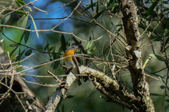 Ficedula mugimaki