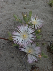 Mesembryanthemum canaliculatum