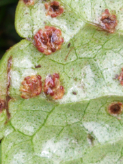 Puccinia glechomatis