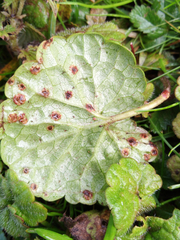 Puccinia glechomatis