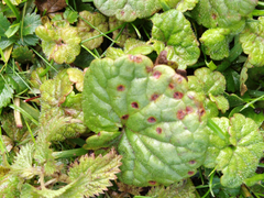 Puccinia glechomatis