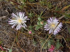 Mesembryanthemum canaliculatum