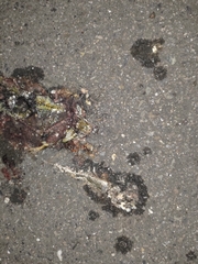 Eutropis multifasciata