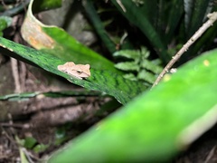 Polypedates megacephalus