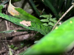 Polypedates megacephalus