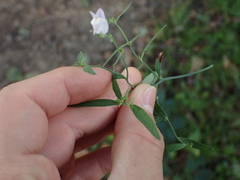 Linaria repens