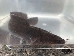 Gaidropsaridae