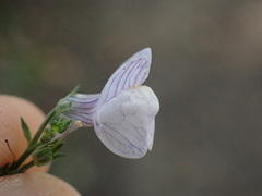 Linaria repens