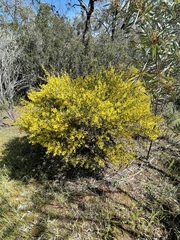 Acacia microcarpa
