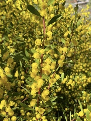 Acacia microcarpa