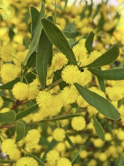 Acacia microcarpa