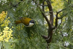 Melithreptus lunatus