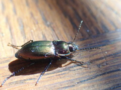 Poecilus cupreus