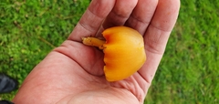 Hygrocybe quieta