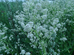 Lepidium latifolium