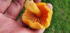 Hygrocybe quieta
