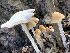 Mycena leptocephala