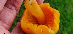 Hygrocybe quieta