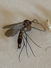 Sciaroidea
