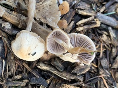 Mycena leptocephala