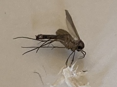 Sciaroidea
