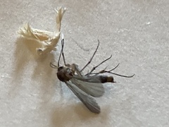 Sciaroidea