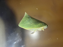 Siphanta acuta