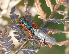 Diamma bicolor