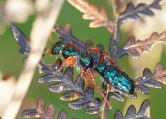 Diamma bicolor