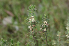 Melichrus urceolatus