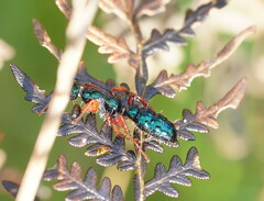 Diamma bicolor