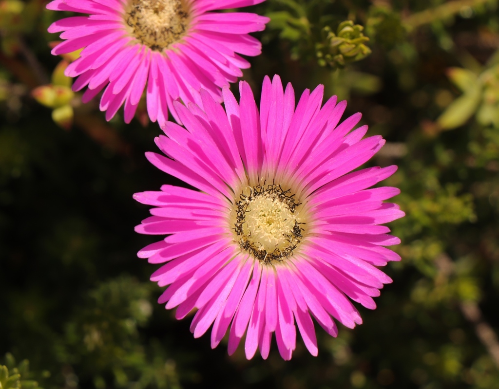 Drosanthemum edwardsiae
