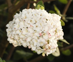 Viburnum carlcephalum