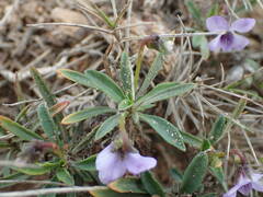 Viola arborescens