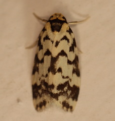 Goniosema anguliscripta
