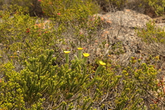 Oedera calycina